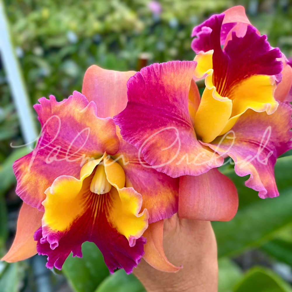 Rlc. Rose Marie Callo — Palmer Orchids